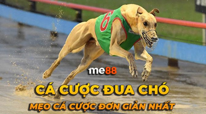 Tại sao bạn nên đặt cược vào các sự kiện thể thao cấp độ Loto288 - Loto288