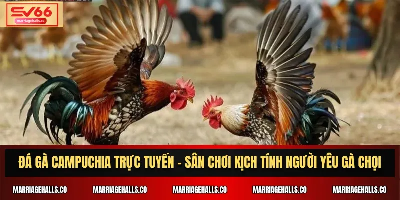 Hướng dẫn và tiêu chuẩn cá cược của Zbet68 - Zbet68