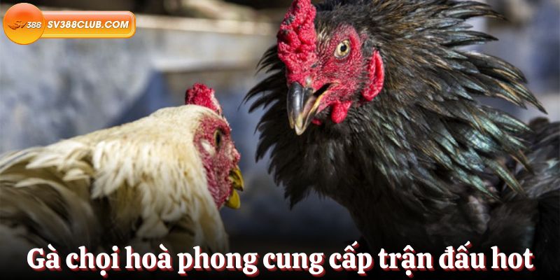 Điều này có liên quan như thế nào đến xếp hạng Betvn mới nhất vào năm 2026? - Betvn